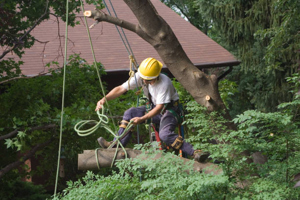 How Our Tree Care Process Works  in  Porterdale, GA